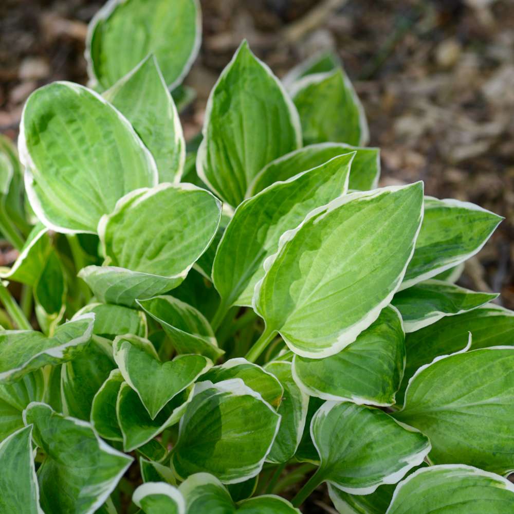 Hosta 'Diamond Tiara'